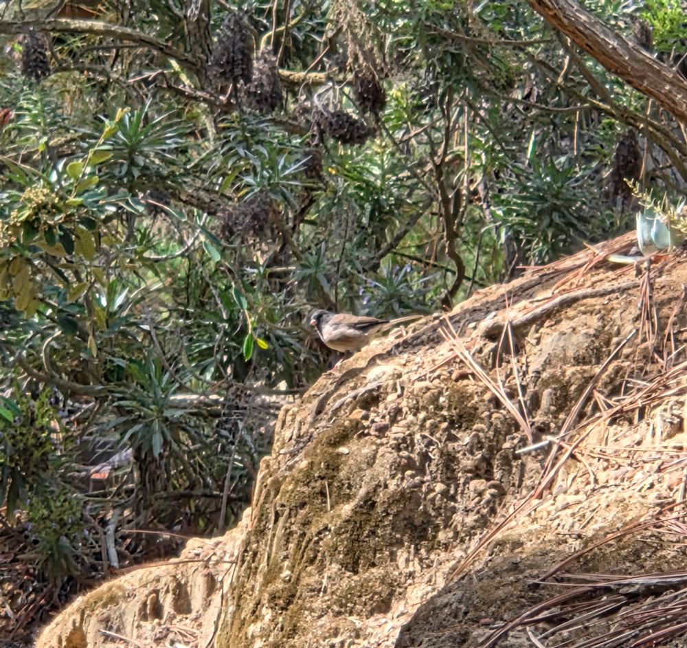 Dark-eyed Junco, The Lodge at Torrey Pines, La Jolla, September 2, 2025. More flora and photos: https://www.inaturalist.org/observations?place_id=any&user_id=dgrimmphd&verifiable=any #Bird #Birds #Nature #Wildlife #BirdsUS #Junco #Juncos #DarkeyedJunco #TheLodgeatTorreyPines #TorreyPines #LaJolla #SanDiego