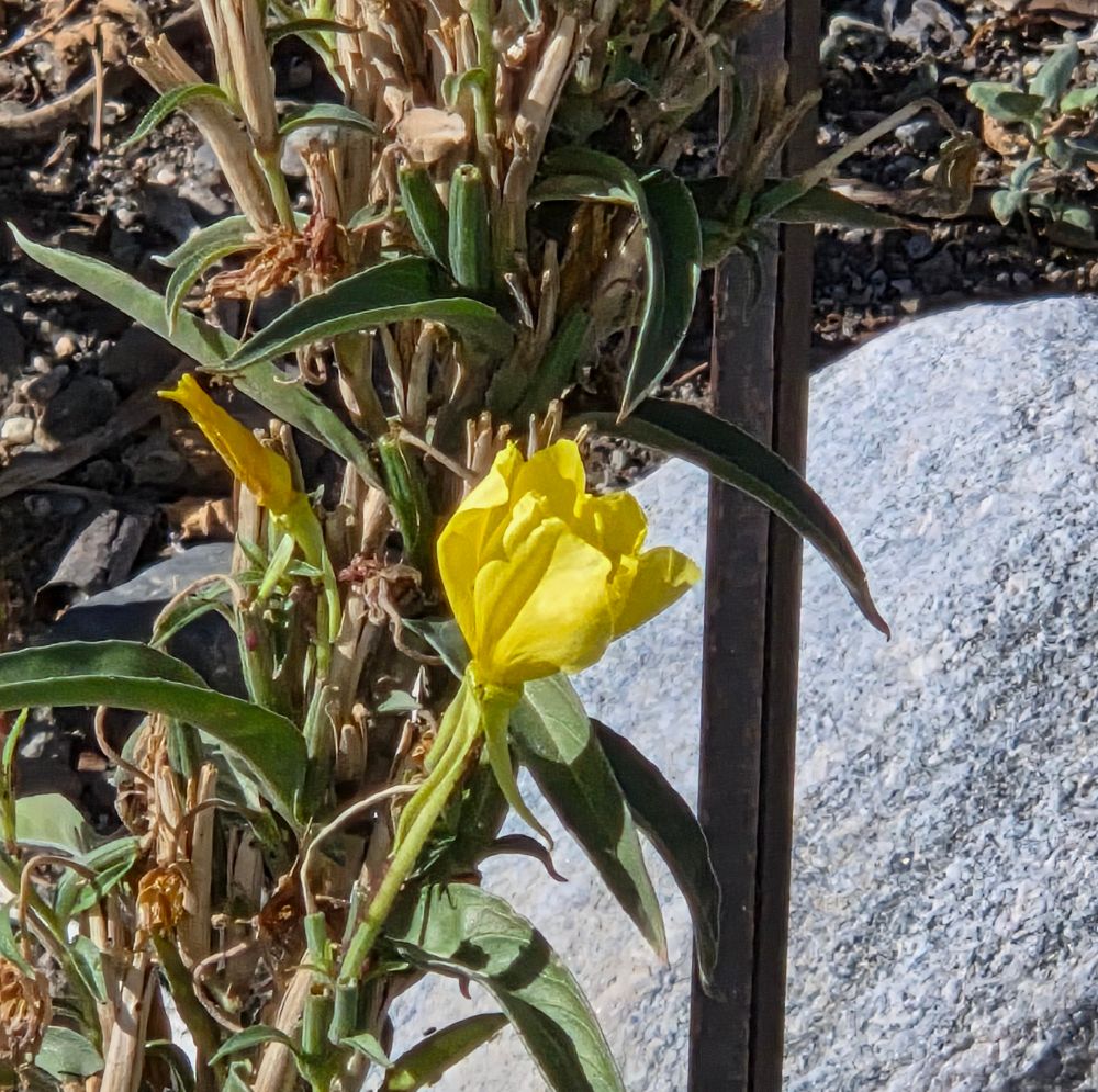 Tall Evening Primrose blooming, Whitewater Canyon Preserve, Whitewater Conservation Area, November 20, 2025.

More flora and fauna photos:

https://www.inaturalist.org/observations?place_id=any&user_id=dgrimmphd&verifiable=any

#Flower
#Flowers
#Nature
#Primrose
#Primroses
#TallEveningPrimrose
#WhitewaterCanyonPreserve
#WhitewaterConservationArea