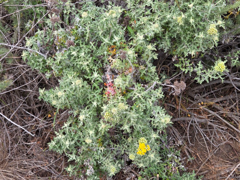 Seaside Woolly Sunflower budding and blooming,  Moonstone Beach Boardwalk, Hearst San Simeon State Park, Cambria, May 6, 2025

More flora photos

https://www.inaturalist.org/observations?place_id=any&user_id=dgrimmphd&verifiable=any

#Flower
#Flowers
#Sunflower
#Sunflowers
#SeasideWoollySunflower
#MoonstoneBeachBoardwalk
#HearstSanSimeonStatePark