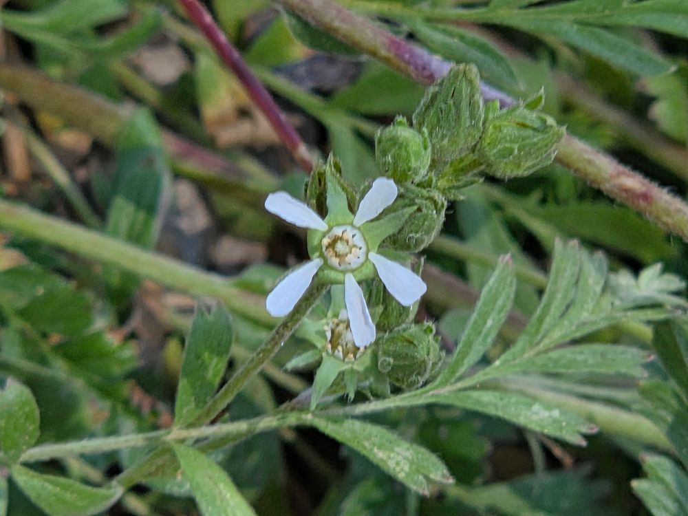 Rydberg's Horkelias budding and blooming, Aspen Glen Picnic Area, San Bernardino National Forest, August 7, 2025.

More flora & fauna photos:

https://www.inaturalist.org/observations?place_id=any&user_id=dgrimmphd&verifiable=any

#Flower
#Flowers
#Nature
#Horkelia
#Horkelias
#RydbergsHorkelia
#AspenGlenPicnicArea
#SanBernardinoNationalForest