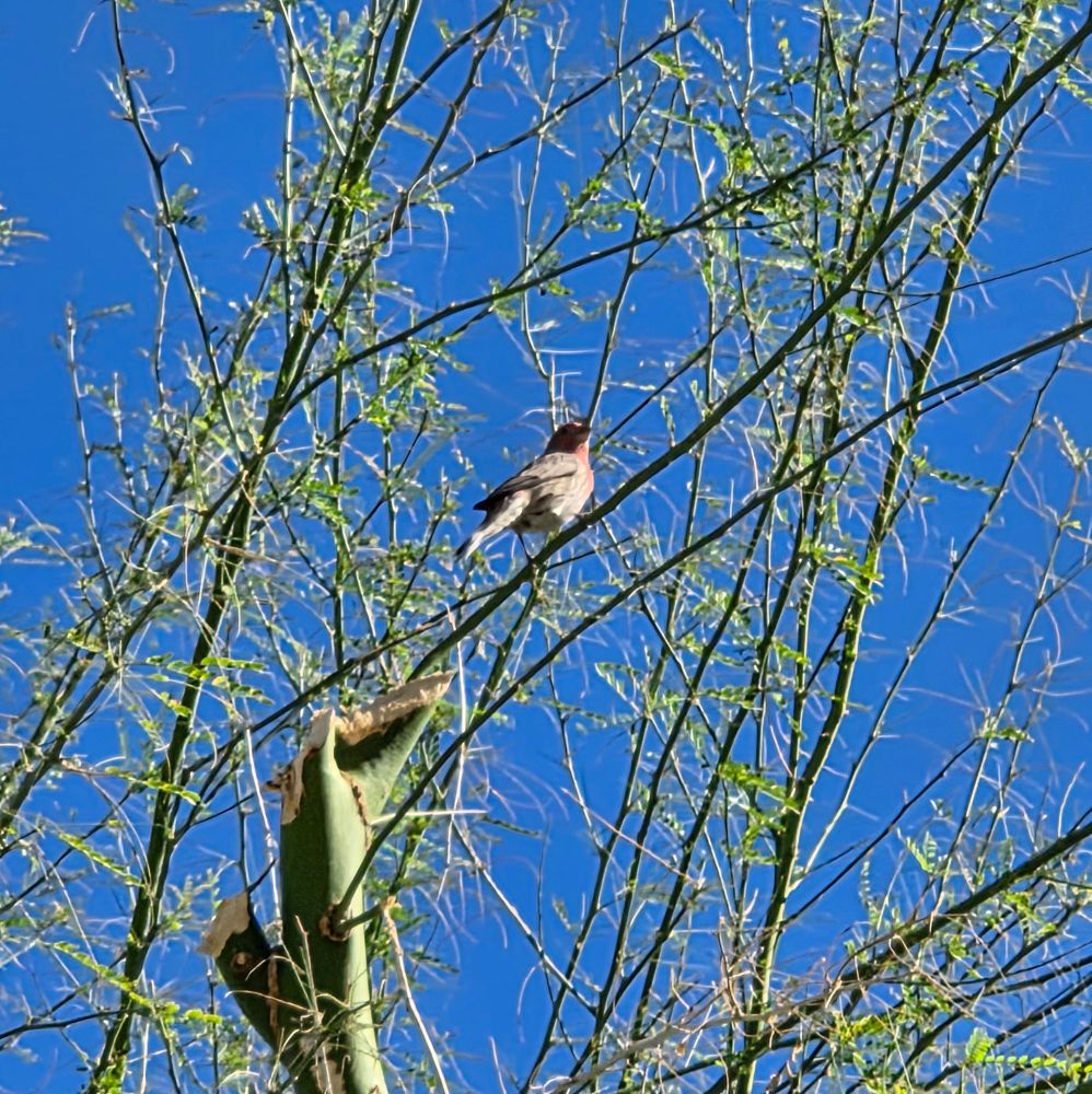 Adult male House Finch surveying itsrealm, Historic Villa Roma, Palm Springs, November 8, 2025.

More flora and photos:

https://www.inaturalist.org/observations?place_id=any&user_id=dgrimmphd&verifiable=any

#Bird
#Birds
#Nature
#Wildlife
#BirdsUS
#Finch
#Finches
#HouseFinch
#PalmSprings
