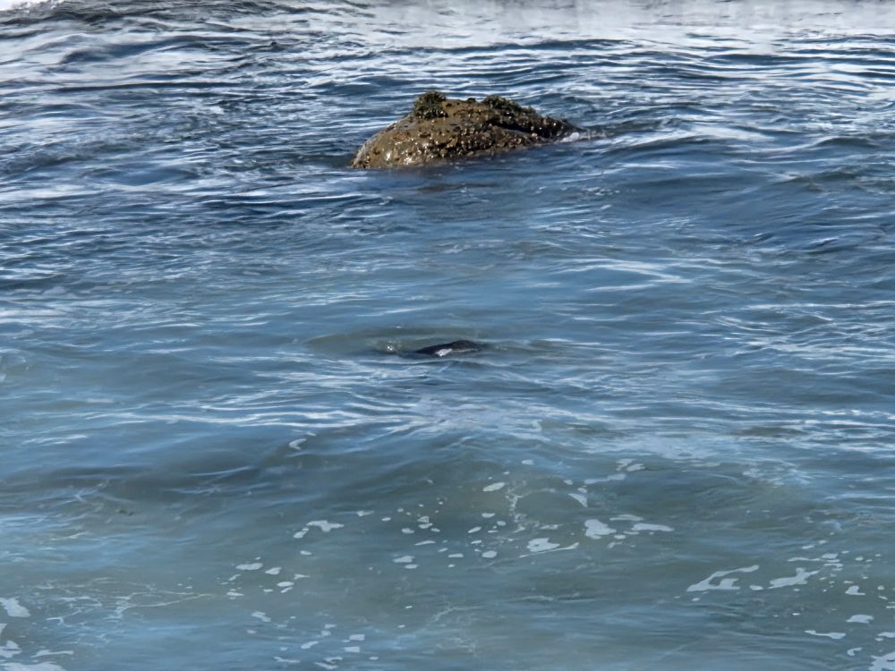 Pacific Harbor Seal, Coastal Trail at Cabrillo National Monument, Point Loma, San Diego, August 31, 2025. More flora and fauna photos https://www.inaturalist.org/observations?place_id=any&user_id=dgrimmphd&verifiable=any #Mammal #Mammals #Nature #Wildlife #Seal #Seals #PacificHarborSeal #CoastalTrail #CabrilloNationalMonument #PointLoma #SanDiego
