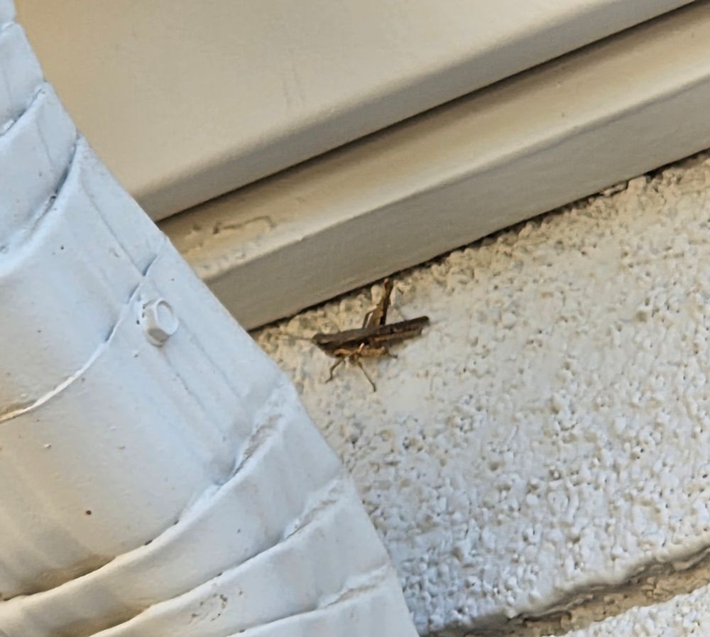 Ash-gray Range Grasshopper, Historic Villa Roma, Palm Springs, July 29, 2025.

More flora and fauna photos:

https://www.inaturalist.org/observations?place_id=any&user_id=dgrimmphd&verifiable=any

#Insect
#Insects
#Nature
#Wildlife
#Grasshopper
#Grasshoppers
#AshgrayRangeGrasshopper
#PalmSprings