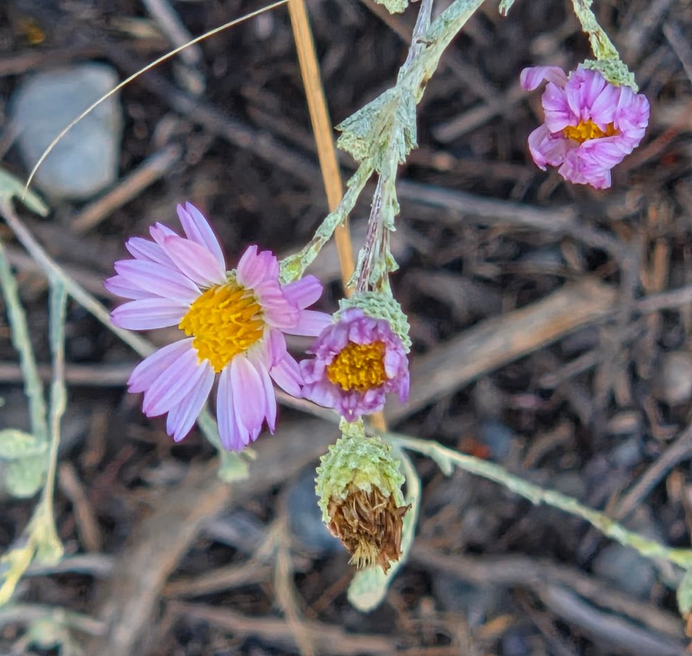 California Aster budding and blooming, Torrey Preserve, Torrey Pines State Beach, Torrey Pines, La Jolla, August 28, 2025. More flora and fauna photos: https://www.inaturalist.org/observations?place_id=any&user_id=dgrimmphd&verifiable=any #Flower #Flowers #Nature #Aster #Asters #CaliforniaAster #TorreyPreserve #TorreyPinesStateBeach #LaJolla