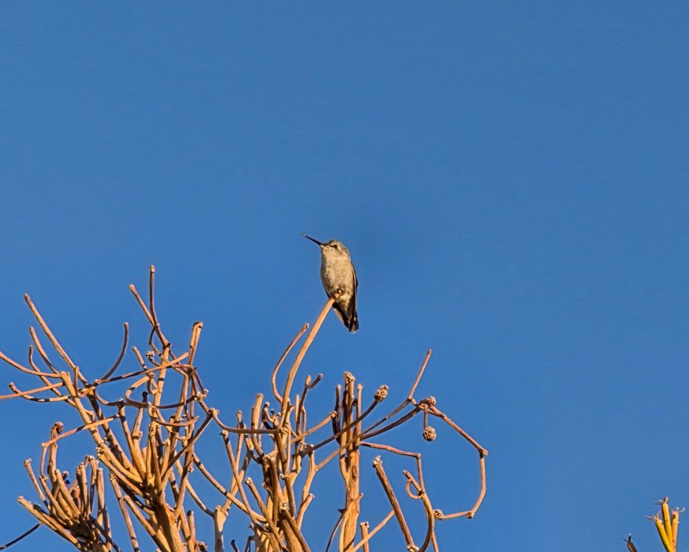 Costa's Hummingbird in the early morning light, Palm Springs, October 3, 2025.

More flora and photos:

https://www.inaturalist.org/observations?place_id=any&user_id=dgrimmphd&verifiable=any

#Bird
#Birds
#Nature
#Wildlife
#BirdsUS
#Hummingbird
#Hummingbirds
#CostasHummingbird
#PalmSprings