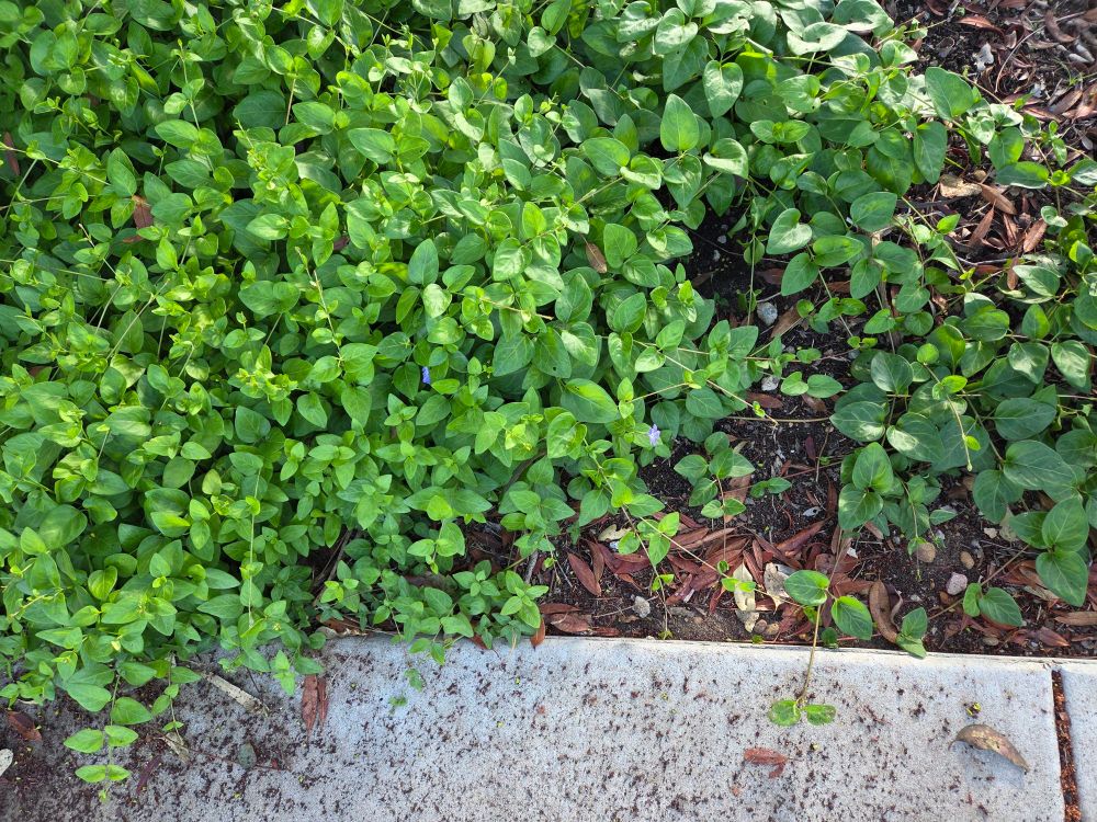 Greater Periwinkle blooming, The Lodge at Torrey Pines, Torrey Pines, La Jolla, August 28, 2025. More flora and fauna photos: https://www.inaturalist.org/observations?place_id=any&user_id=dgrimmphd&verifiable=any #Flower #Flowers #Nature #Periwinkle #Periwinkles #GreaterPeriwinkle #TheLodgeatTorreyPines #TorreyPines #LaJolla #SanDiego