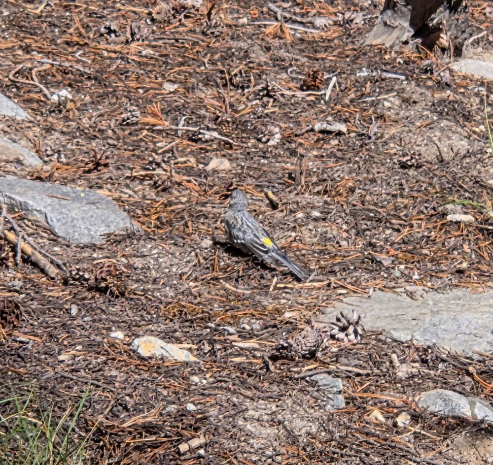 Yellow-rumped Warbler, Emerald Lake Trail, Mammoth Lakes, Inyo National Forest, August 10, 2025.

More flora and photos:

https://www.inaturalist.org/observations?place_id=any&user_id=dgrimmphd&verifiable=any

#Bird
#Birds
#Nature
#Wildlife
#BirdsUS
#Warbler
#Warblers
#YellowrumpedWarbler
#EmeraldLakeTrail
#MammothLakes
#InyoNationalForest