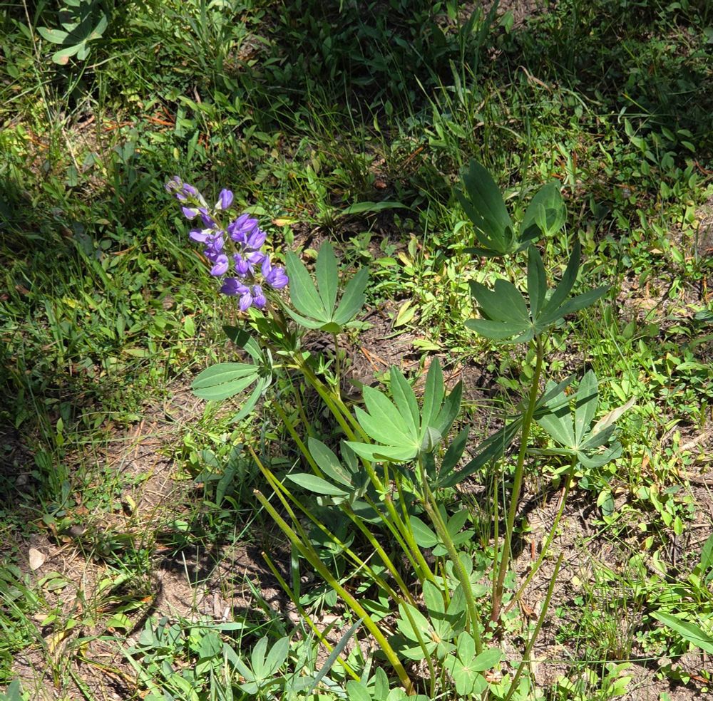 Burke's Lupine budding and blooming, Yosemite National Park, Inyo National Forest, August 9, 2025.

More flora & fauna photos:

https://www.inaturalist.org/observations?place_id=any&user_id=dgrimmphd&verifiable=any

#Flower
#Flowers
#Nature
#Lupine
#Lupines
#BurkesLupine
#YosemiteNationalPark
#InyoNationalForest