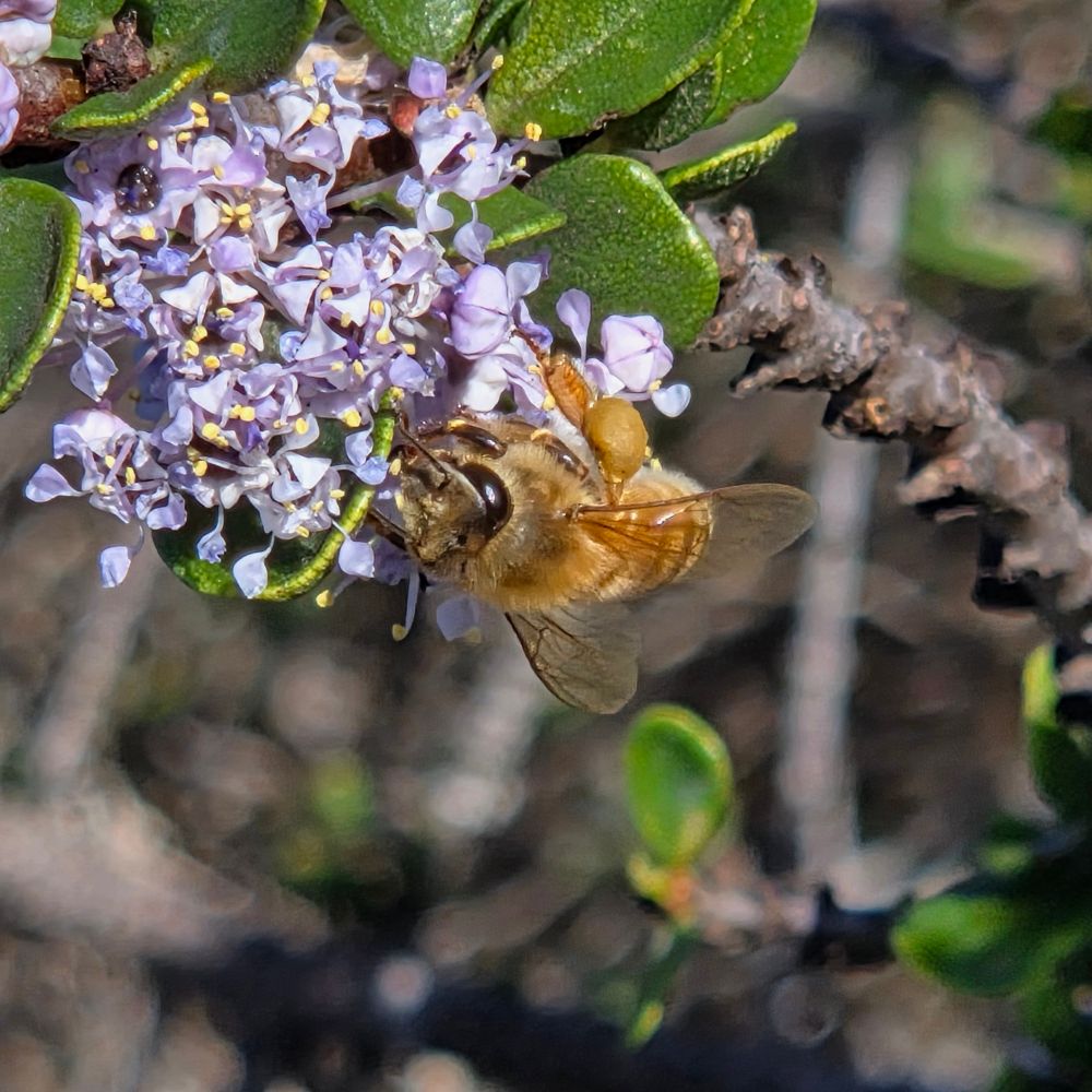 Western Honey Bee pollinating a Monterey Ceanothus, El Moro Elfin Forest, Baywood-Los Osos, Central Coast, November 27, 2025.

More flora and fauna photos:

https://www.inaturalist.org/observations?place_id=any&user_id=dgrimmphd&verifiable=any

#Insect
#Insects
#Nature
#Wildlife
#Bee
#Bees
#WesternHoneyBee
#LosOsosElfinForest