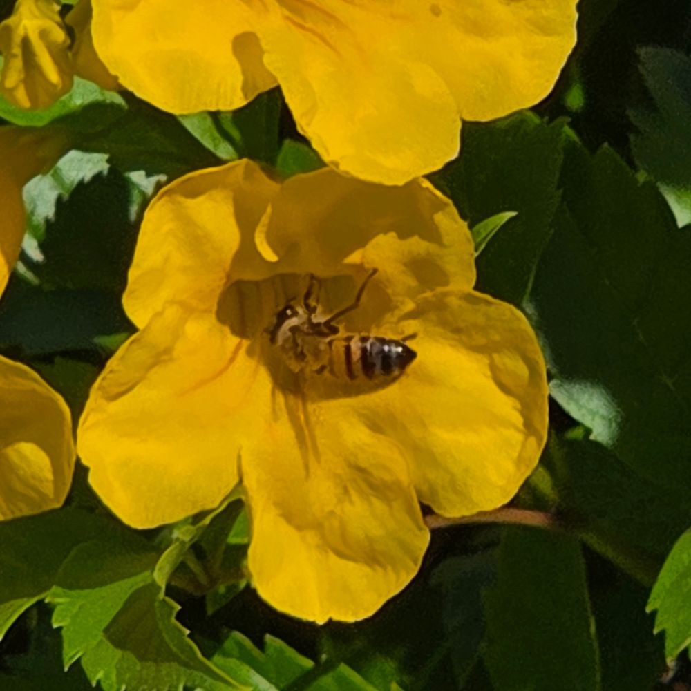 Western Honey Bee pollinating, Historic Villa Roma, Palm Springs, November 9, 2025.

More flora and fauna photos:

https://www.inaturalist.org/observations?place_id=any&user_id=dgrimmphd&verifiable=any

#Insect
#Insects
#Nature
#Wildlife
#Bee
#Bees
#WesternHoneyBee
#PalmSprings