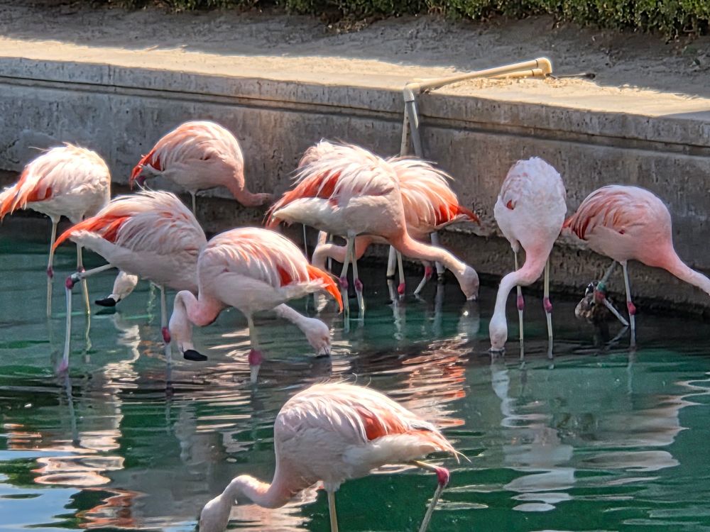 Chilean Flamingos looking for something, JW Marriott Desert Springs Resort and Spa, Palm Desert, August 22, 2025 More flora & photos https://www.inaturalist.org/observations?place_id=any&user_id=dgrimmphd&verifiable=any #Bird #Birds #Nature #Wildlife #BirdsUS #Flamingo #Flamingos #ChileanFlamingo #PalmDesert