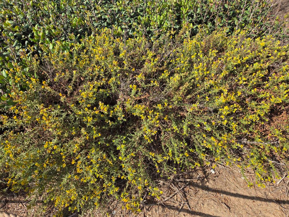 Coastal Goldenbushes budding and blooming, Cabrillo National Monument, Point Loma, San Diego, August 31, 2025. More flora and fauna photos: https://www.inaturalist.org/observations?place_id=any&user_id=dgrimmphd&verifiable=any #Flower #Flowers #Nature #Goldenbush #Goldenbushes #CoastalGoldenbush #CoastalTrail #CabrilloNationalMonument #SanDiego
