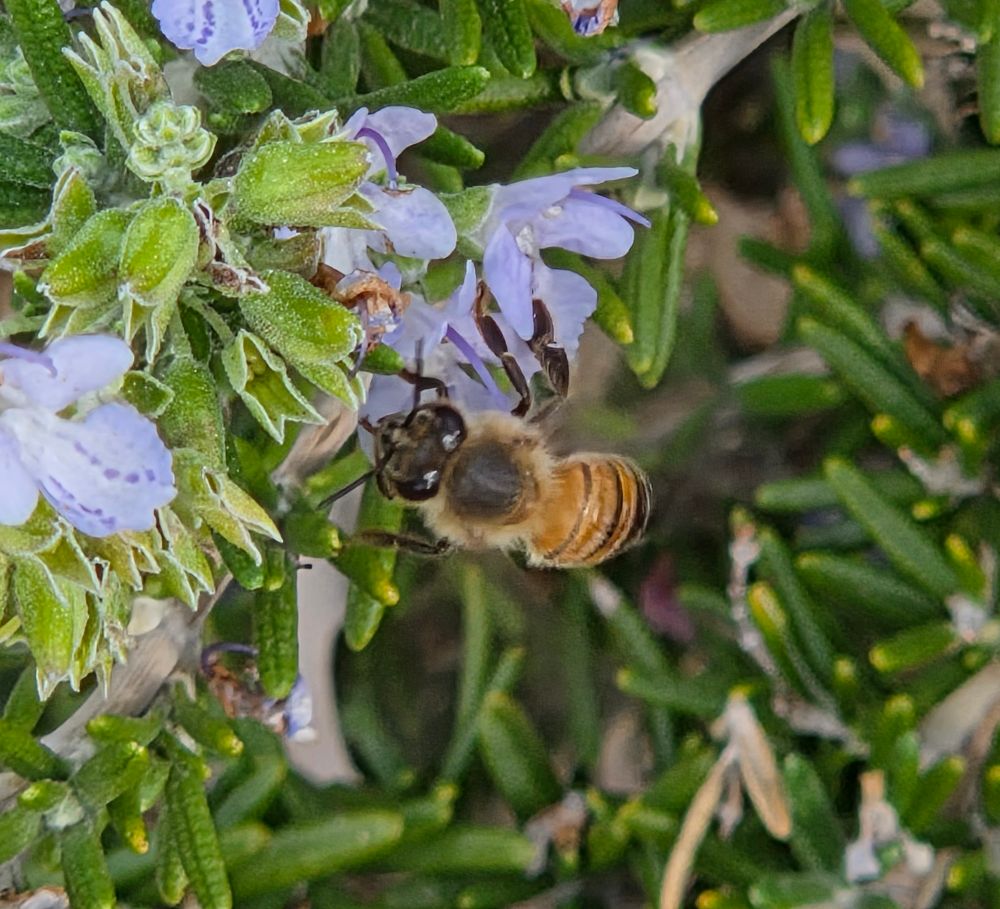 Western Honey Bee pollinating, Historic Villa Roma, Palm Springs, November 12, 2025.

More flora and fauna photos:

https://www.inaturalist.org/observations?place_id=any&user_id=dgrimmphd&verifiable=any

#Insect
#Insects
#Nature
#Wildlife
#Bee
#Bees
#WesternHoneyBee
#BigMorongoCanyonPreserve
#SandtoSnowNationalMonument