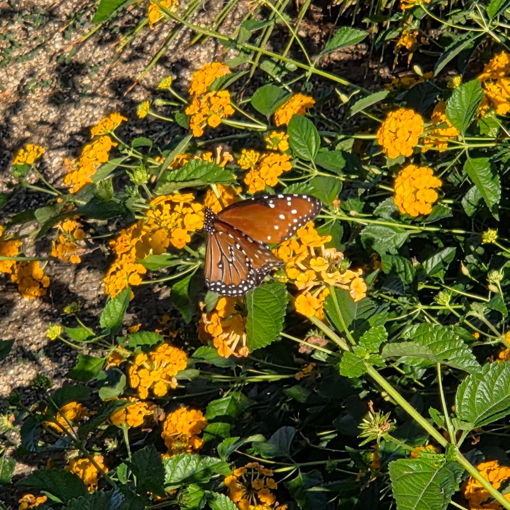 Queen pollinating a lantana, Historic Villa Roma, Palm Springs, Coachella Valley, October 2, 2025.

More flora and fauna photos:

https://www.inaturalist.org/observations?place_id=any&user_id=dgrimmphd&verifiable=any

#Insect
#Insects
#Nature
#Wildlife
#Butterfly
#Butterflies
#Queen
#Lantana
#PalmSprings
#CoachellaValley