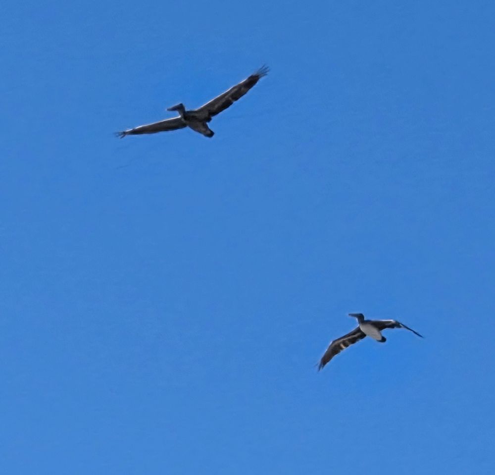 Brown Pelicans, Coastal Trail at Cabrillo National Monument, Point Loma, San Diego, August 29, 2025. More flora and photos: https://www.inaturalist.org/observations?place_id=any&user_id=dgrimmphd&verifiable=any #Bird #Birds #Nature #Wildlife #BirdsUS #Pelican #Pelicans #BrownPelican #CoastalTrail #CabrilloNationalMonument #PointLoma #SanDiego