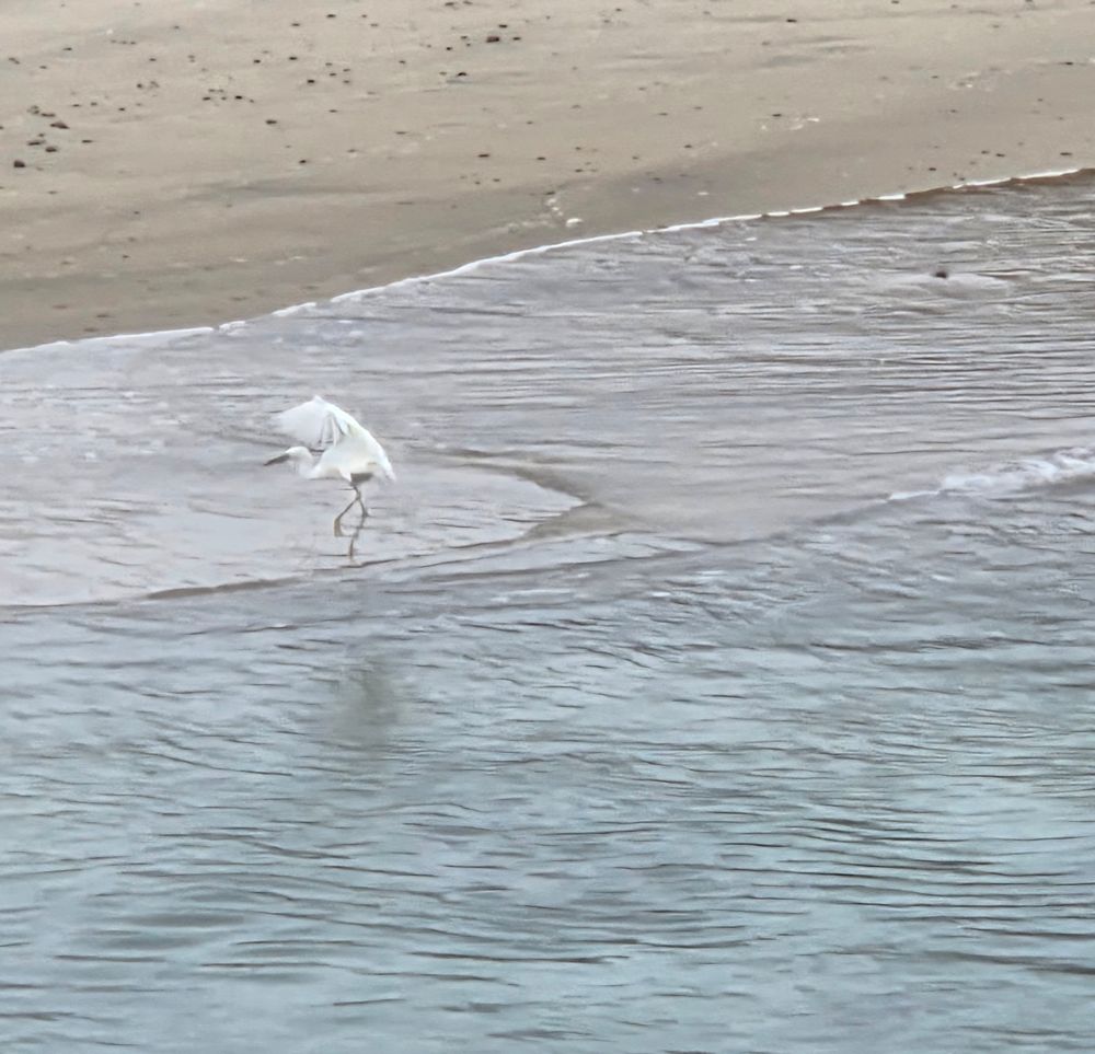 Snow Egret, Torrey Preserve, Torrey Pines State Beach, August 28, 2025. More flora and photos: https://www.inaturalist.org/observations?place_id=any&user_id=dgrimmphd&verifiable=any #Bird #Birds #Nature #Wildlife #BirdsUS #Egret #Egrets #SnowEgret #TorreyPreserve #TorreyPinesStateBeach #TorreyPines #LaJolla #SanDiego