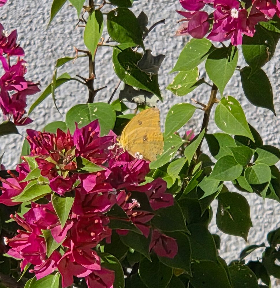 Large Orange Sulphur pollinating a bougainvillea, Historic Villa Roma, Palm Springs, November 4, 2025.

More flora and fauna photos:

https://www.inaturalist.org/observations?place_id=any&user_id=dgrimmphd&verifiable=any

#Insect
#Insects
#Nature
#Wildlife
#Butterfly
#Butterflies
#Sulphur
#Sulphurs
#LargeOrangeSulphur
#PalmSprings
