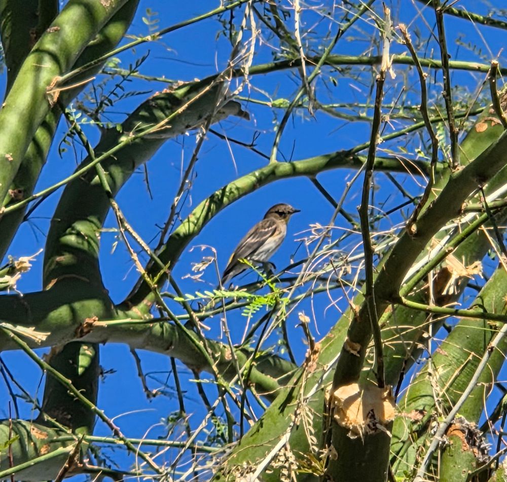 Yellow-rumped Warbler in the Palo Verde, Historic Villa Roma, Palm Springs, November 10, 2025.

More flora and photos:

https://www.inaturalist.org/observations?place_id=any&user_id=dgrimmphd&verifiable=any

#Bird
#Birds
#Nature
#Wildlife
#BirdsUS
#Warbler
#Warblers
#YellowrumpedWarbler
#PalmSprings