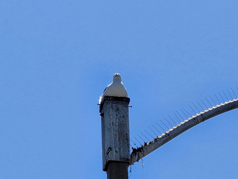 Western Gull, Shelter Island, San Diego, August 31, 2025. More flora and photos: https://www.inaturalist.org/observations?place_id=any&user_id=dgrimmphd&verifiable=any #Bird #Birds #Nature #Wildlife #BirdsUS #Gull #Gulls #WesternGull #ShelterIsland #SanDiego