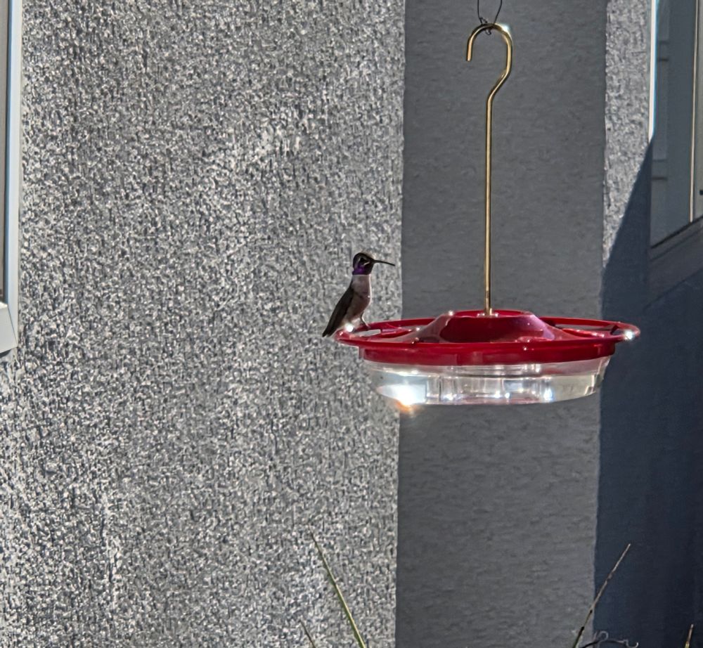 Costa's Hummingbird at the feeder, Palm Springs, October 3, 2025.

More flora and photos:

https://www.inaturalist.org/observations?place_id=any&user_id=dgrimmphd&verifiable=any

#Bird
#Birds
#Nature
#Wildlife
#BirdsUS
#Hummingbird
#Hummingbirds
#CostasHummingbird
#PalmSprings