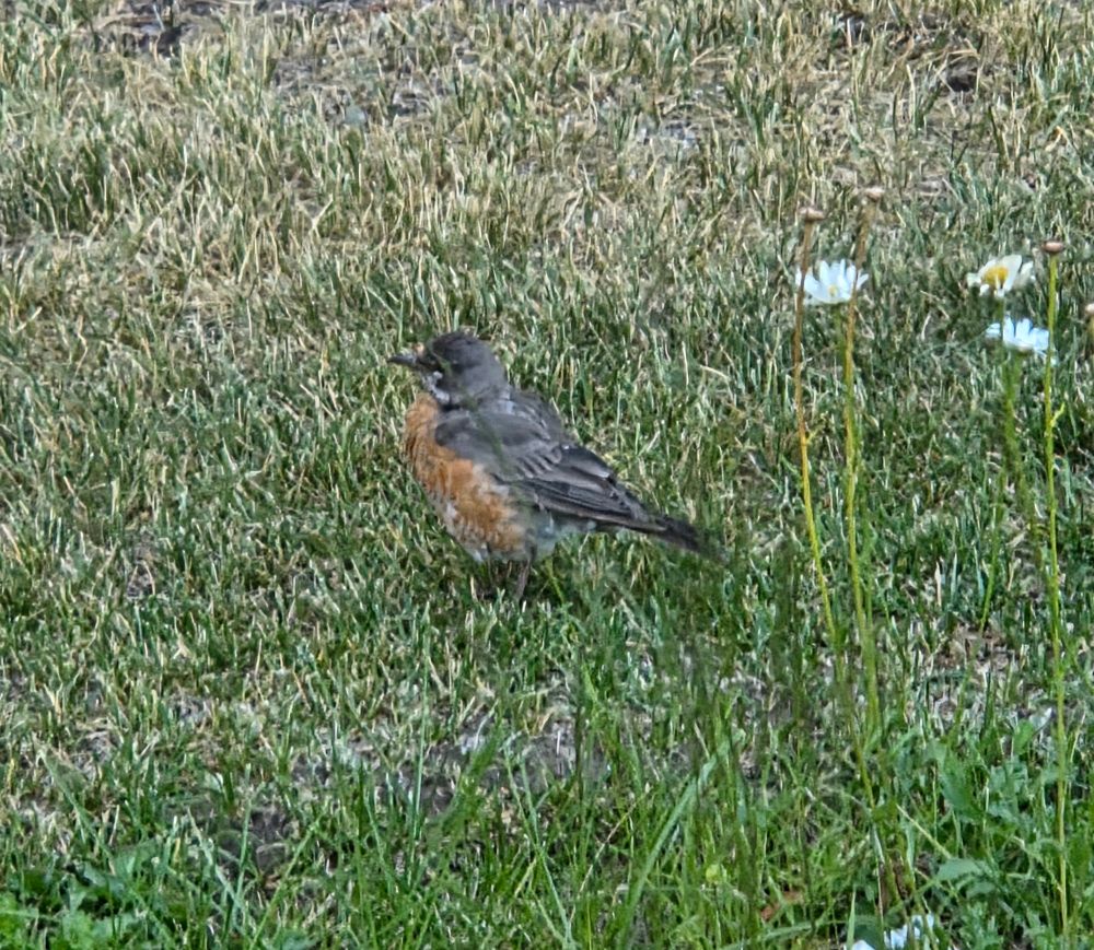 Juvenile American Robin, Mammoth, Mammoth Lakes, Inyo National Forest, August 8, 2025.

More flora and photos:

https://www.inaturalist.org/observations?place_id=any&user_id=dgrimmphd&verifiable=any

#Bird
#Birds
#Nature
#Wildlife
#BirdsUS
#Robin
#Robins
#AmericanRobin
#MammothCreek
#MammothLakes
#InyoNationalForest
