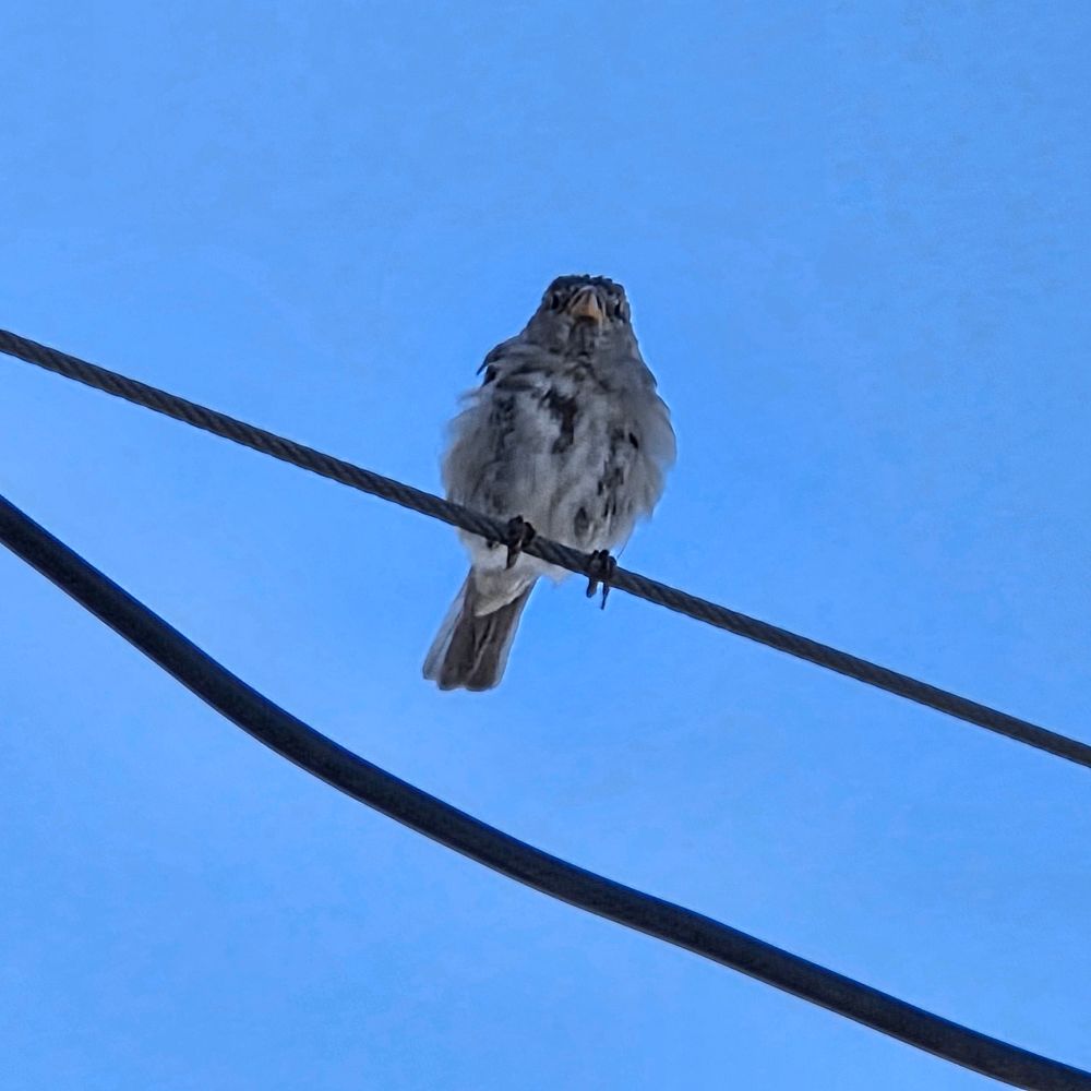 House Sparrow, Shelter Island, San Diego, August 31, 2025. More flora and photos: https://www.inaturalist.org/observations?place_id=any&user_id=dgrimmphd&verifiable=any #Bird #Birds #Nature #Wildlife #BirdsUS #Sparrow #Sparrows #HouseSparrow #ShelterIsland #SanDiego