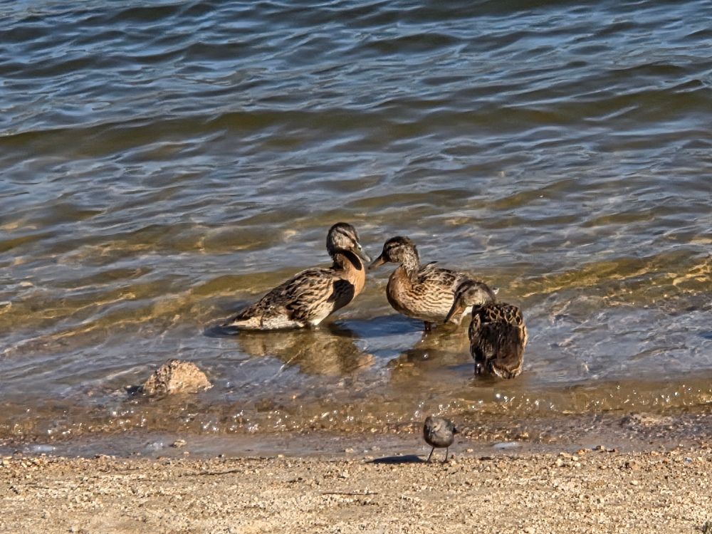 Mallards quacking up, Stanfield Marsh Wildlife and Waterfowl Preserve, August 2, 2025.

More flora and photos:

https://www.inaturalist.org/observations?place_id=any&user_id=dgrimmphd&verifiable=any

#Bird
#Birds
#Nature
#Wildlife
#BirdsUS
#Mallard
#Mallards
#StanfieldMarshWildlifeandWaterfowlPreserve
#SanBernardinoNationalForest