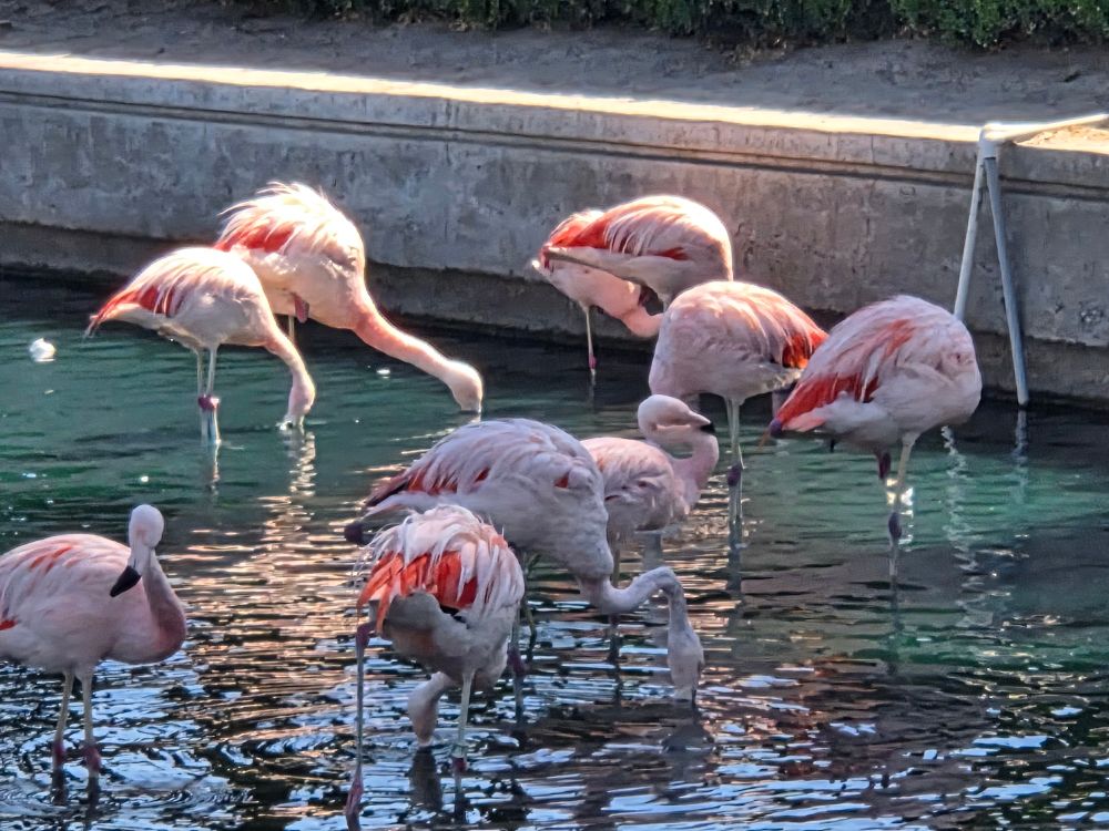 Chilean Flamingos at the feeder, JW Marriott Desert Springs Resort and Spa, Palm Desert, September 12, 2025.

More flora and photos:

https://www.inaturalist.org/observations?place_id=any&user_id=dgrimmphd&verifiable=any

#Bird
#Birds
#Nature
#Wildlife
#BirdsUS
#Flamingo
#Flamingos
#ChileanFlamingo
#PalmDesert 
