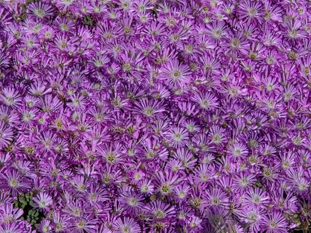 Pale Dewplant blooming, Moonstone Beach Boardwalk, Hearst San Simeon State Park, Cambria, May 5, 2025.

More flora and fauna photos:

https://www.inaturalist.org/observations?place_id=any&user_id=dgrimmphd&verifiable=any

#Flower
#Flowers
#Nature
#Dewplant
#PaleDewplant
#MoonstoneBeachBoardwalk
#HearstSanSimeonStatePark