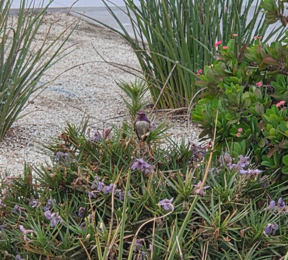 Male Costa's Hummingbird at the feeder, Historic Villa Roma, Palm Springs, September 4, 2025. More flora and photos: https://www.inaturalist.org/observations?place_id=any&user_id=dgrimmphd&verifiable=any #Bird #Birds #Nature #Wildlife #BirdsUS #Hummingbird #Hummingbirds #CostasHummingbird #PalmSprings