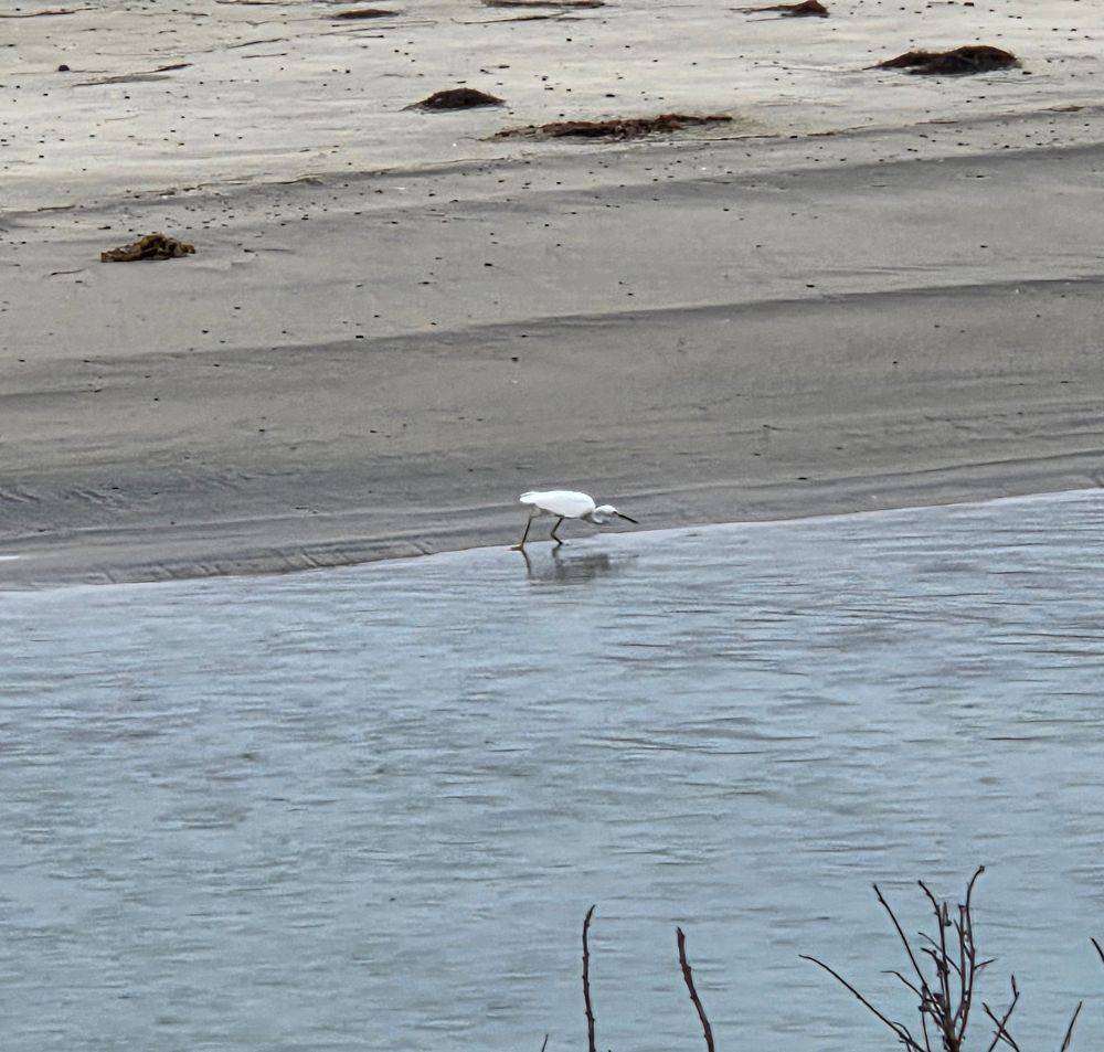 Snowy Egret, Torrey Preserve, Torrey Pines State Beach, August 28, 2025. More flora and photos: https://www.inaturalist.org/observations?place_id=any&user_id=dgrimmphd&verifiable=any #Bird #Birds #Nature #Wildlife #BirdsUS #Egret #Egrets #SnowyEgret #TorreyPreserve #TorreyPinesStateBeach #SanDiego