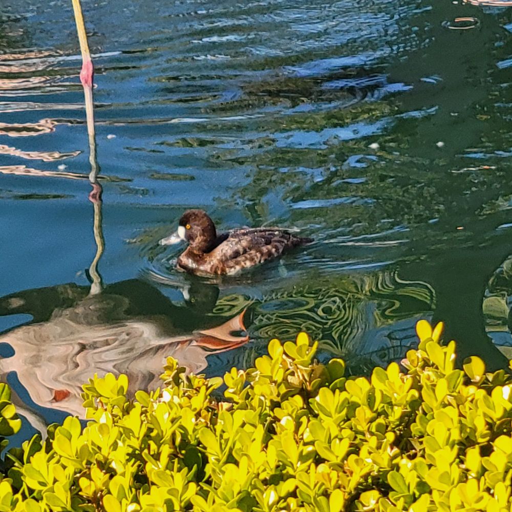 Lesser Scaup, JW Marriot Desert Springs Resort, Palm Desert, February 15, 2025.

#bird
#birds
#Nature
#Wildlife
#birdsus
#Scaup
#Scaups
#LesserScaup