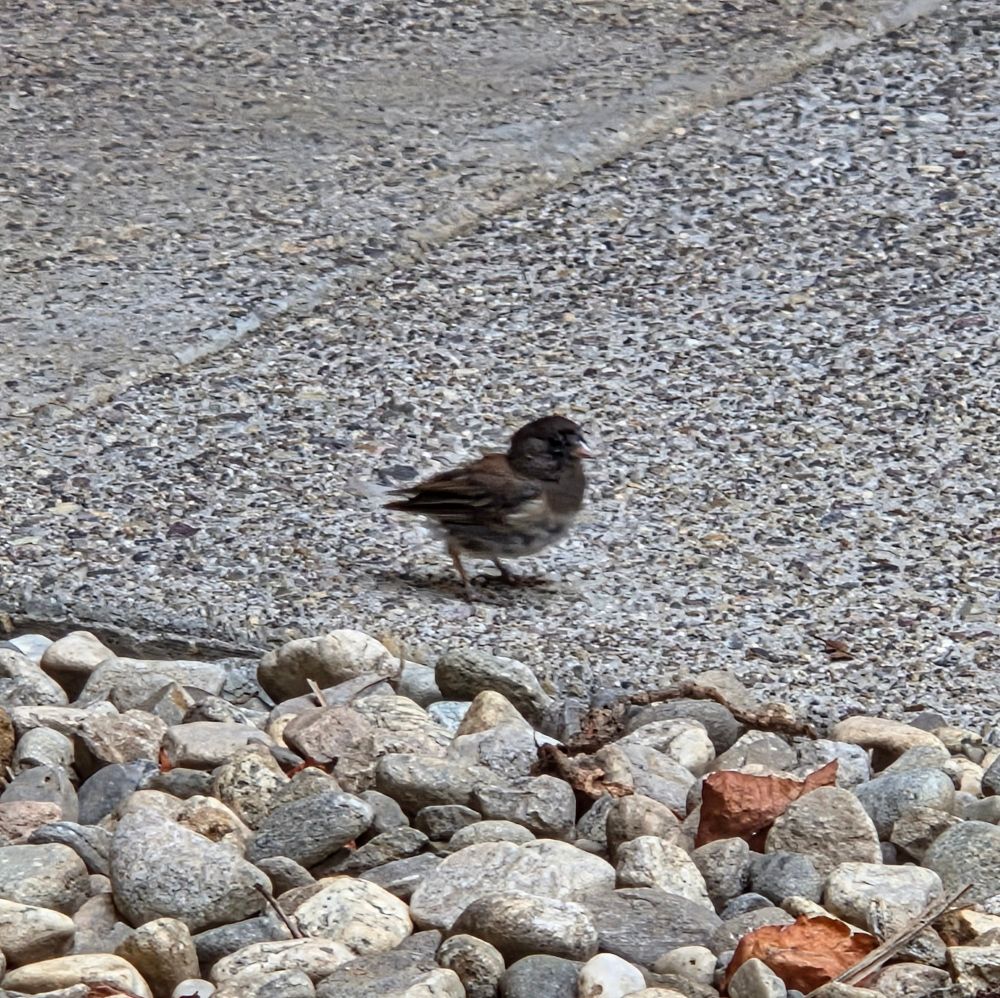 Dark-eyed Junco foraging for brunch, The Lodge at Torrey Pines, Torrey Pines, San Diego, September 1, 2025. More flora and photos: https://www.inaturalist.org/observations?place_id=any&user_id=dgrimmphd&verifiable=any #Bird #Birds #Nature #Wildlife #BirdsUS #Junco #Juncos #DarkeyedJunco #TheLodgeatTorreyPines #TorreyPines #SanDiego