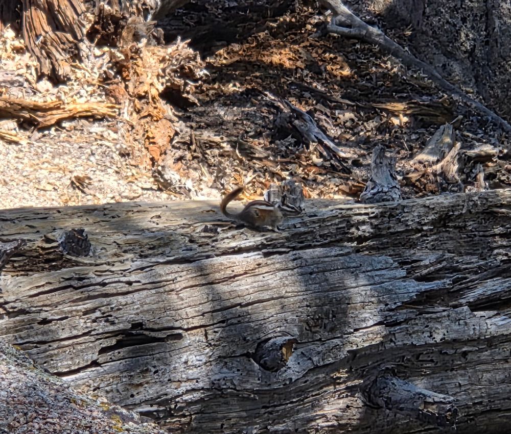 Lodgepole or Merriam's Chipmunk, Cabin Trail San Bernardino National Forest, August 7, 2025.

More flora and fauna photos:

https://www.inaturalist.org/observations?place_id=any&user_id=dgrimmphd&verifiable=any

#Mammal
#Mammals
#Nature
#Wildlife
#Chipmunk
#Chipmunks
#WesternChipmunk
#CabinTrail
#SanBernardinoNationalForest
#SanBernardinoMountains