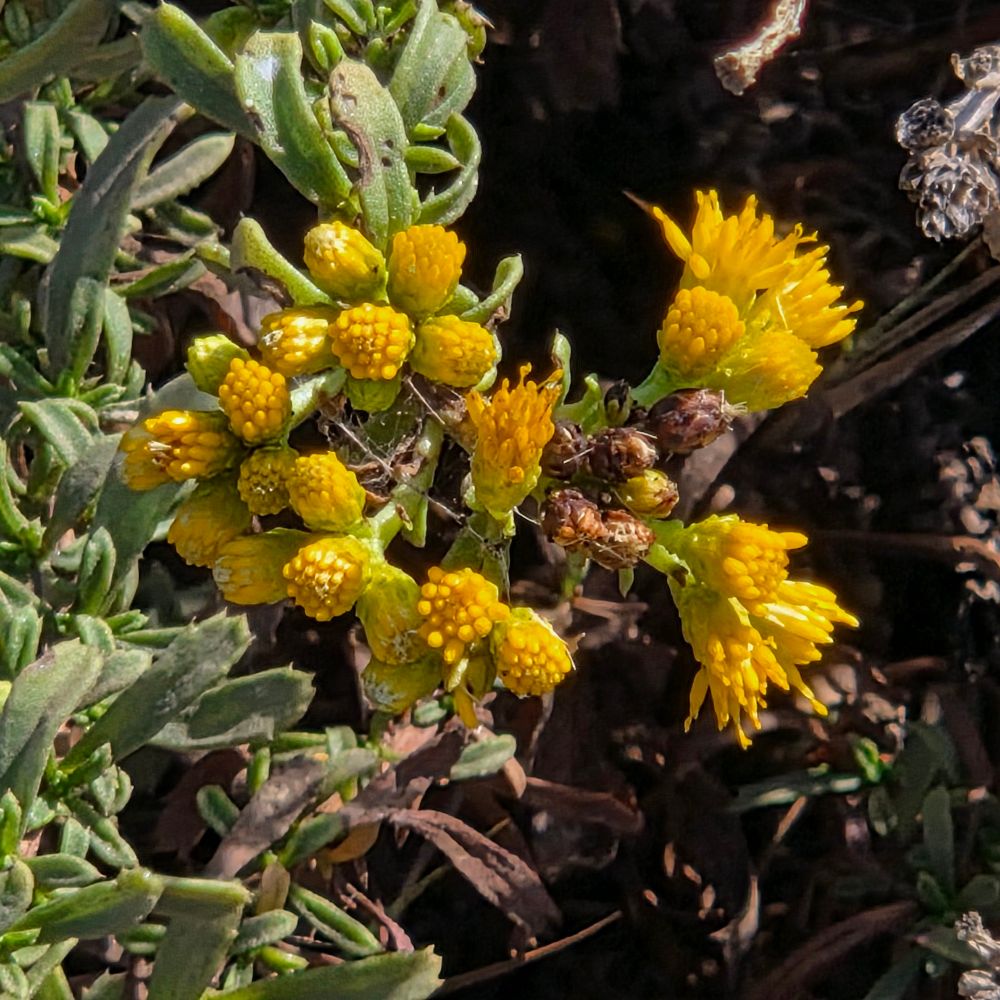 Coastal Goldenbushes budding and blooming, Cabrillo National Monument, Point Loma, San Diego, August 31, 2025. More flora and fauna photos: https://www.inaturalist.org/observations?place_id=any&user_id=dgrimmphd&verifiable=any #Flower #Flowers #Nature #Goldenbush #Goldenbushes #CoastalGoldenbush #CoastalTrail #CabrilloNationalMonument #SanDiego