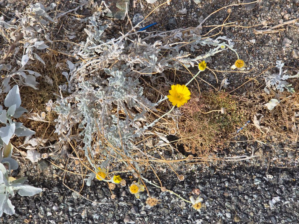 Desert Marigolds budding and blooming, Palm Springs, Coachella Valley, November 11, 2025.

More flora and fauna photos:

https://www.inaturalist.org/observations?place_id=any&user_id=dgrimmphd&verifiable=any

#Flower
#Flowers
#Nature
#Marigold
#Marigolds
#DesertMarigold
#PalmSprings
#CoachellaValley