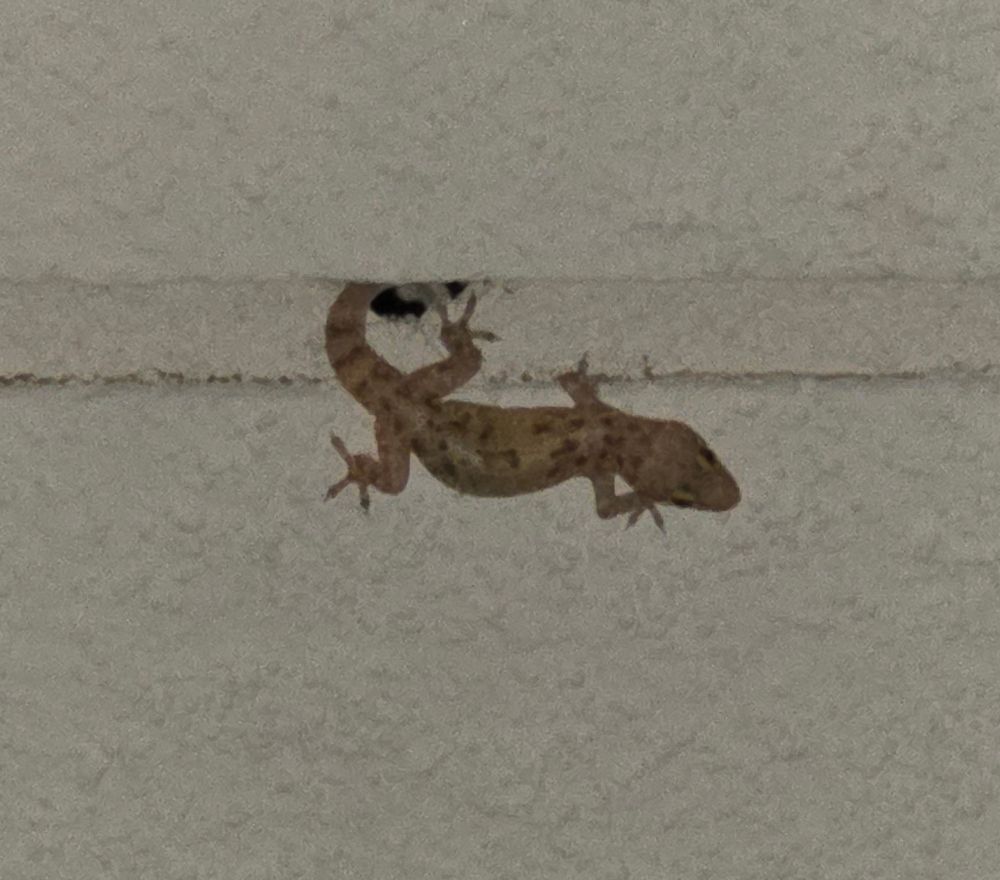 Mediterranean Gecko, Historic Villa Roma, Palm Springs, September 5, 2025. More flora and fauna photos: https://www.inaturalist.org/observations?place_id=any&user_id=dgrimmphd&verifiable=any #Reptile #Reptiles #Nature #Wildlife #Lizard #Lizards #Gecko #Geckos #MediterraneanGecko #PalmSprings