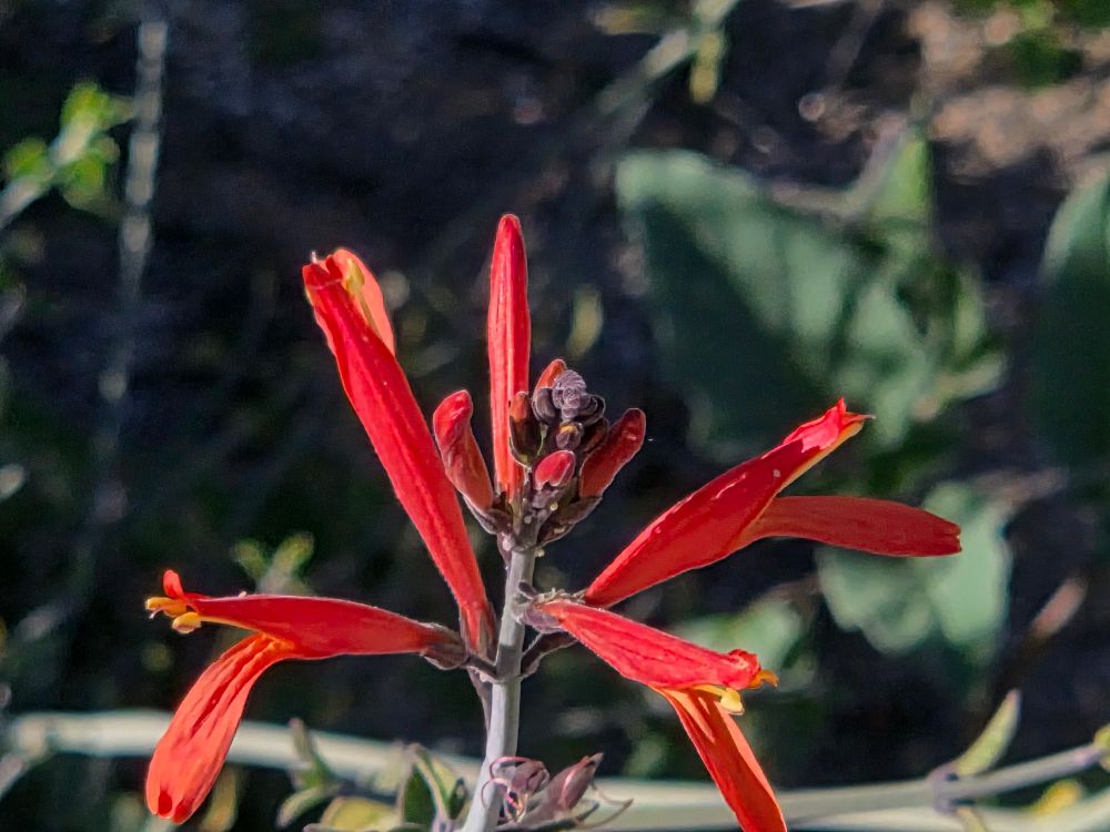 Chuparosa budding and blooming, Art Smith Trail, Santa Rosa and San Jacinto Mountains National Monument, December 11, 2025

More flora & fauna photos

https://www.inaturalist.org/observations?place_id=any&user_id=dgrimmphd&verifiable=any

#Flower
#Flowers
#Nature
#Chuparosa
#Chuparosas
#ArtSmithTrail
#SantaRosaandSanJacintoMountainsNationalMonument