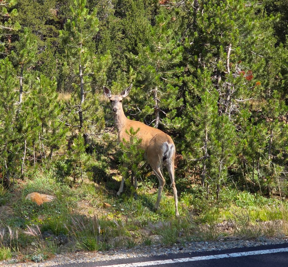 Mule Deer, Yosemite National Park, Inyo National Forest, August 9, 2025. More flora & fauna photos: https://www.inaturalist.org/observations?place_id=any&user_id=dgrimmphd&verifiable=any #Mammal #Mammals #Nature #Wildlife #Deer #MuleDeer #YosemiteNationalPark #InyoNationalForest