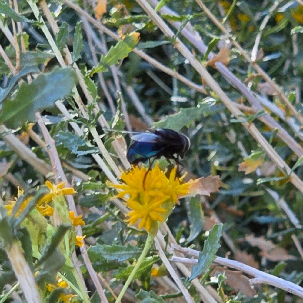 Mexican Cactus Fly pollinating, Whitewater Canyon Preserve, Whitewater Conservation Area, November 11, 2025.

More flora and fauna photos:

https://www.inaturalist.org/observations?place_id=any&user_id=dgrimmphd&verifiable=any

#Insect
#Insects
#Nature
#Wildlife
#Fly
#Flies
#MexicanCactusFly
#WhitewaterCanyonPreserve
#WhitewaterConservationArea
