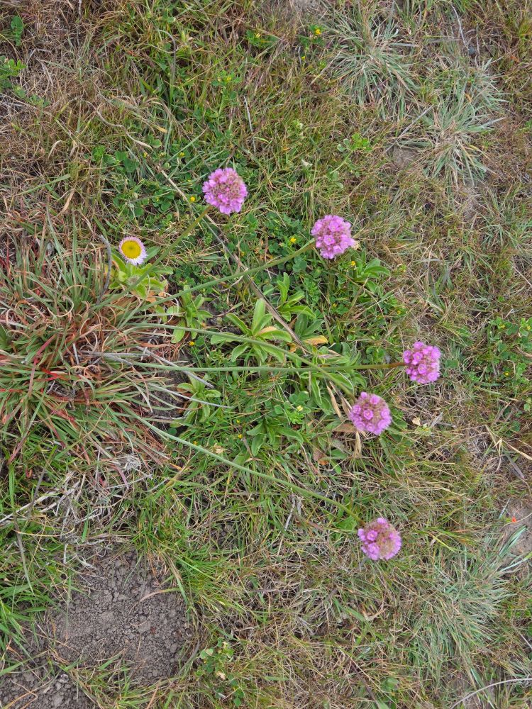 Sea Thrift blooming, Moonstone Beach Boardwalk, Hearst San Simeon State Park, Cambria, May 6, 2025.

More flora and fauna photos:

https://www.inaturalist.org/observations?place_id=any&user_id=dgrimmphd&verifiable=any

#Flower
#Flowers
#Nature
#SeaThrift
#MoonstoneBeachBoardwalk
#HearstSanSimeonStatePark