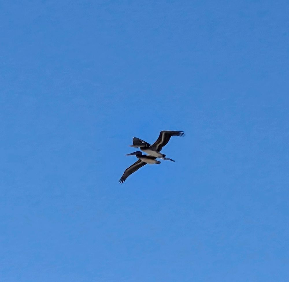 Brown Pelicans, Sunset Cliffs Coastal Trail, Sunset Cliffs, San Diego, August 29, 2025. More flora & photos: https://www.inaturalist.org/observations?place_id=any&user_id=dgrimmphd&verifiable=any #Bird #Birds #Nature #Wildlife #BirdsUS #Pelican #Pelicans #BrownPelican #SunsetCliffsCoastalTrail #SunsetCliffs #SanDiego