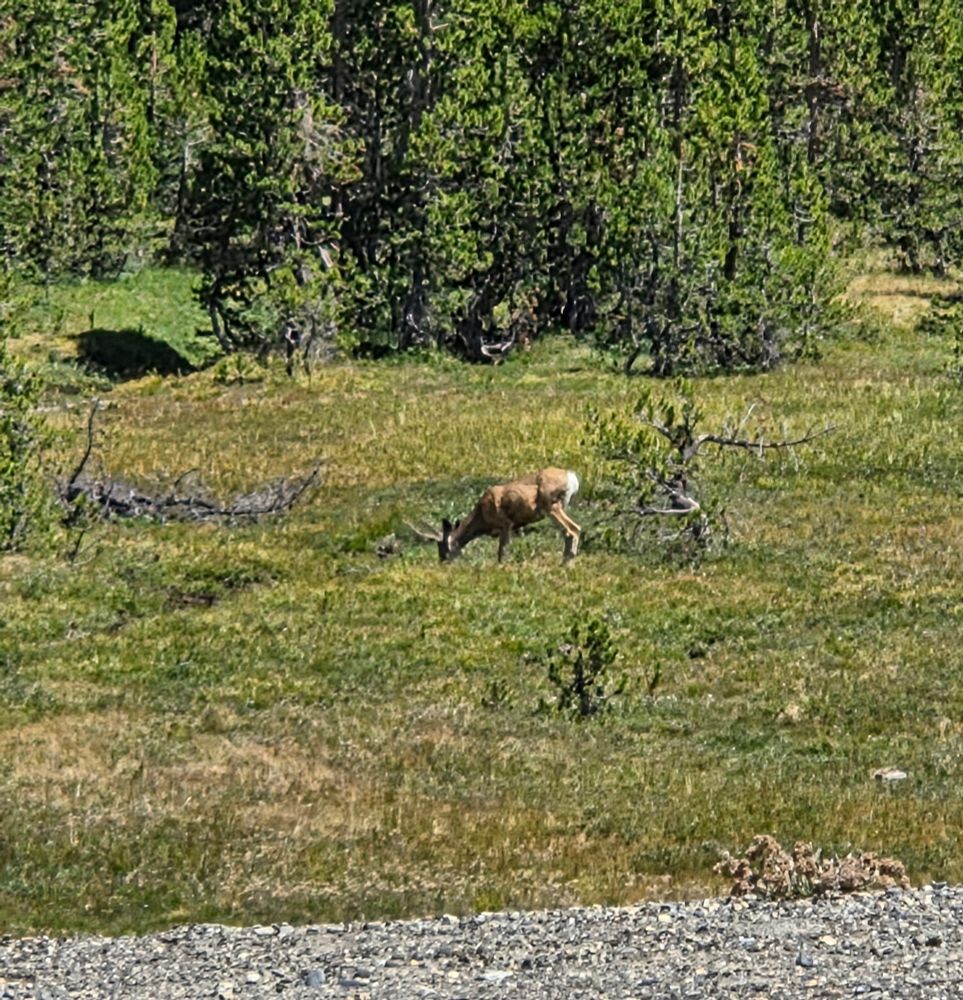 Mule Deer buck, Lee Vining, Inyo National Forest, August 9, 2025.

More flora and fauna photos:

https://www.inaturalist.org/observations?place_id=any&user_id=dgrimmphd&verifiable=any

#Mammal
#Mammals
#Nature
#Wildlife
#Deer
#MuleDeer
#EasternSierraNevadaMountains
#InyoNationalForest