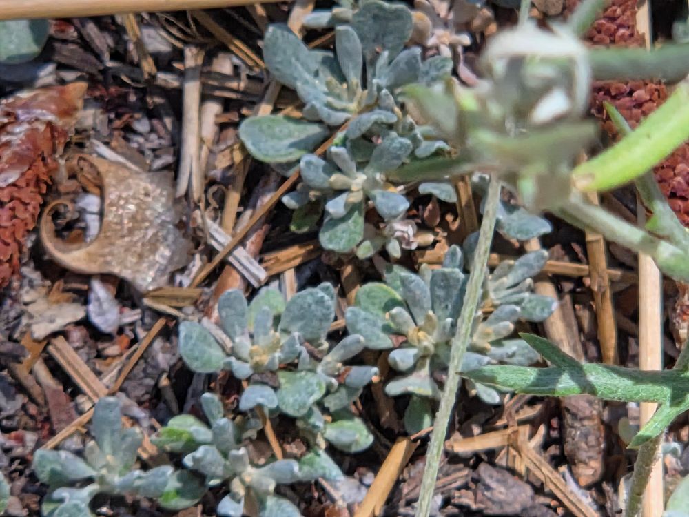 Wright's Buckwheat budding and blooming, Aspen Glen Picnic Area, San Bernardino National Forest, August 7, 2025.

More flora & fauna photos:

https://www.inaturalist.org/observations?place_id=any&user_id=dgrimmphd&verifiable=any

#Flower
#Flowers
#Nature
#Buckwheat
#Buckwheats
#WrightsBuckwheat
#AspenGlenPicnicArea
#SanBernardinoNationalForest