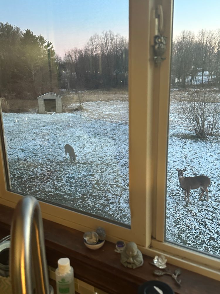 deer outside a window 