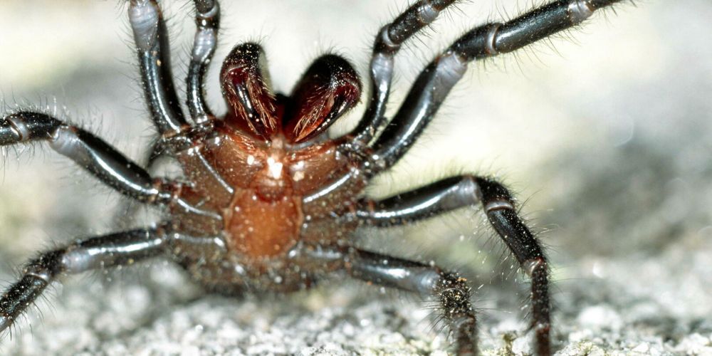 Australie : le plus gros spécimen de l’araignée la plus venimeuse du monde découvert