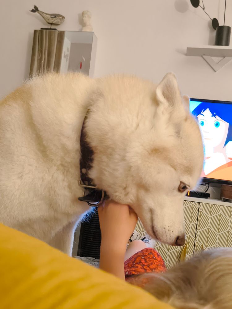 Freyja, hier soir sur mon lit, avec la petite fille d'amis, en train de regarder "Ranch".