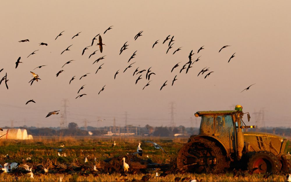 Ibises, storks, and gulls foraging while the fields are being plowed
