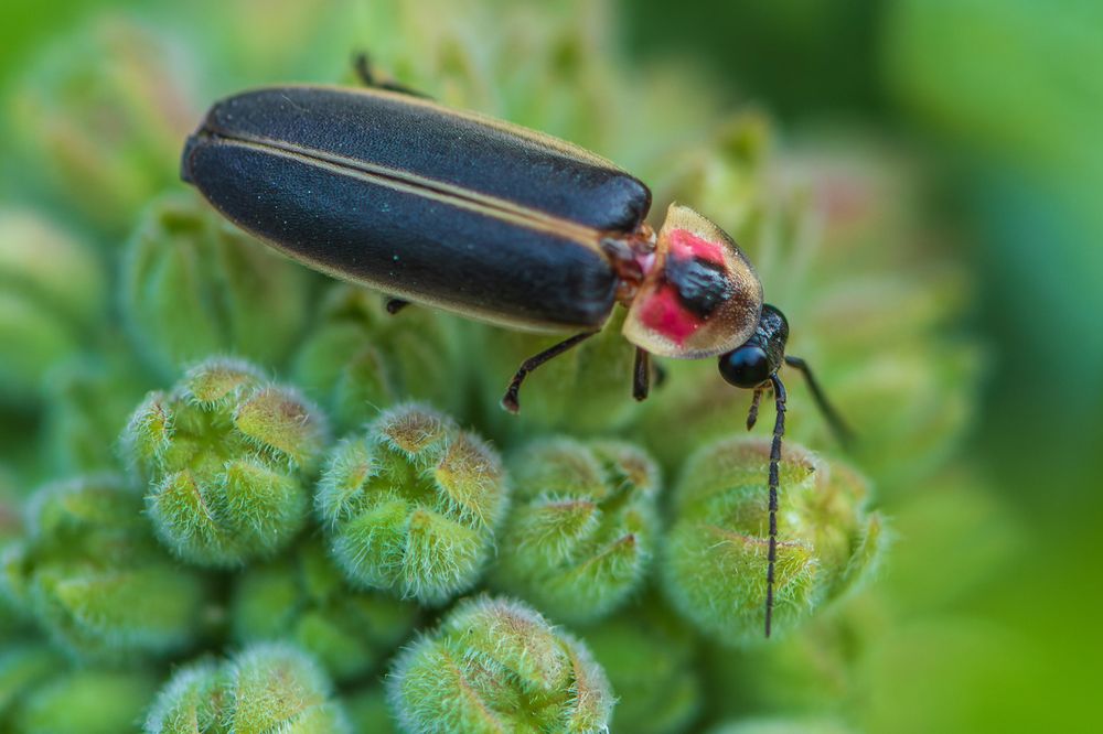 Extreme closeup photograph of a firefly or lightening bug standing atop unopened common milkweed flower buds in my garden. Common milkweed produces a ball-shaped inflorescence with a large number of small flowers on short stem that radiate around a central stem. Each flower bud is egg-shaped and covered in small hairs and the appearance is similar to the alien eggs loaded with face-huggers from the movie series "Alien". The firefly is likely common eastern firefly (Photinus pyralis) which is in the beetle family. It has an oblong body with black wings covers with a yellow outline, a yellow plate on the back of its thorax with a black spot in the lower center with red patches on either side of the black spot, a black head with large, bulbous compound eyes, two long segmented antennae, and six black segmented legs.