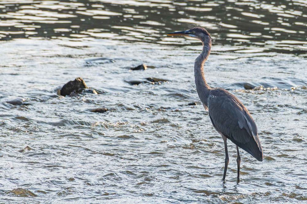 Photograph of an immature great blue heron standing in shallow, brown-green, flowing water with a few partially exposed rocks in the background. The heron is facing left in profile leaving the right side of its body visible. The heron's back and the back of its neck as well as the river are highlighted by morning sun while the right side of the heron is in shadow. Immature great blue herons have blue-grey plumage with a white under-tail, white mottling on the belly and chest and a dark blue-grey cap. They have long legs and large serpentine necks, long, pointed beaks with a yellow under-beak and a dark blue-grey upper beak, and bright eyes with yellow irises and black pupils.
